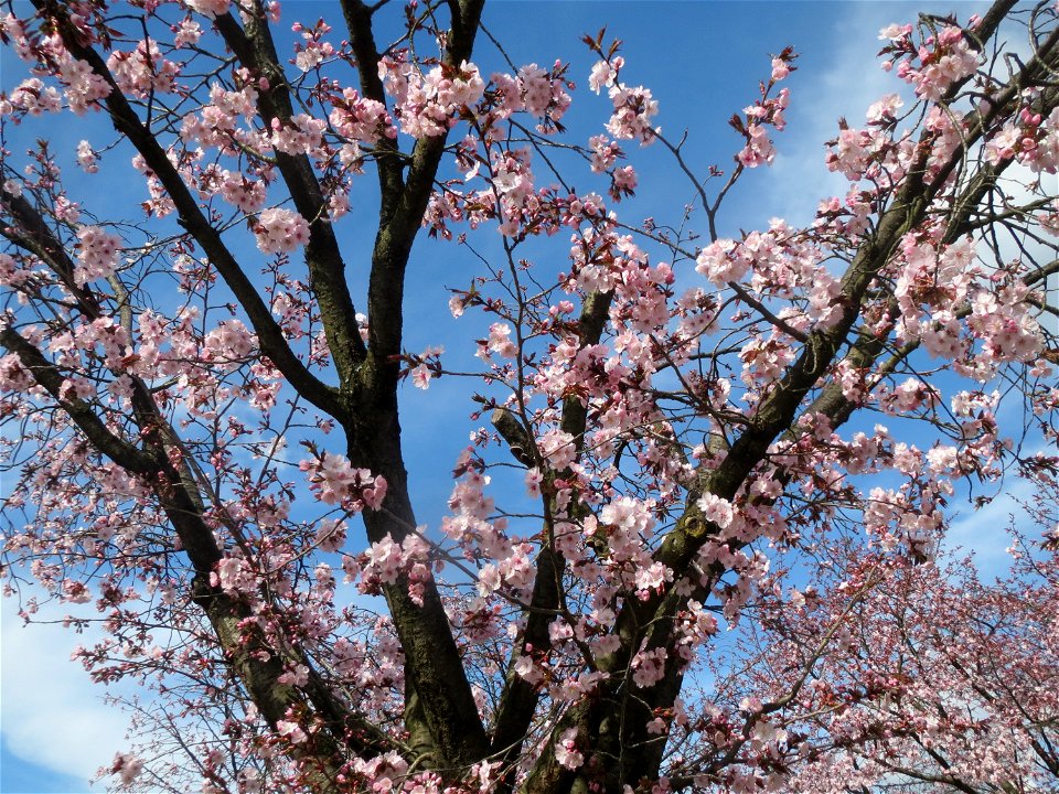 Japanische Zierkirsche (Prunus serrulata) in Heidelberg