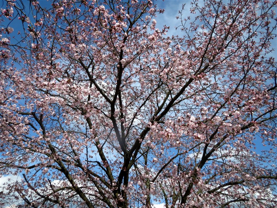 Japanische Zierkirsche (Prunus serrulata) in Heidelberg