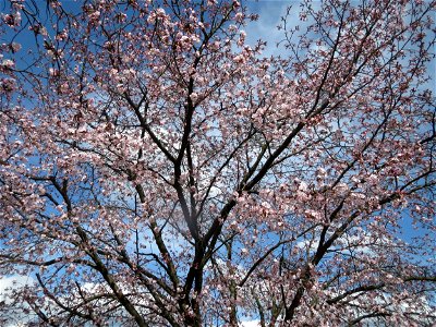 Japanische Zierkirsche (Prunus serrulata) in Heidelberg