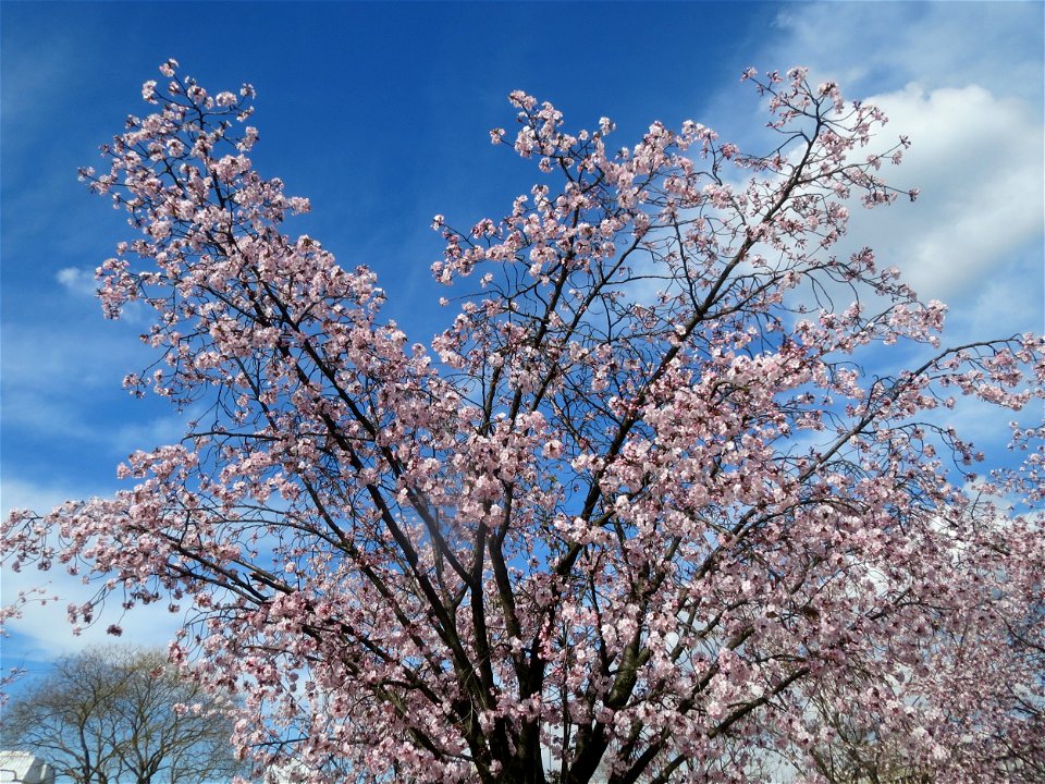 Japanische Zierkirsche (Prunus serrulata) in Heidelberg