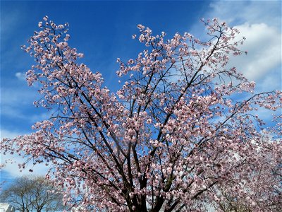 Japanische Zierkirsche (Prunus serrulata) in Heidelberg