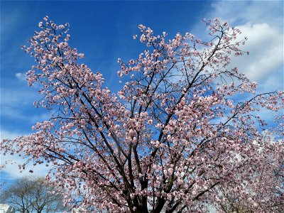 Japanische Zierkirsche (Prunus serrulata) in Heidelberg photo