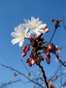 Blüte der Japanischen Zierkirsche (Prunus serrulata) in Hockenheim