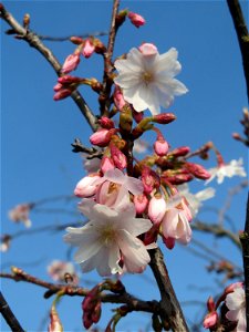 Blüte der Japanischen Zierkirsche (Prunus serrulata) in Hockenheim - an diesem Standort wahrscheinlich eher wild wachsend