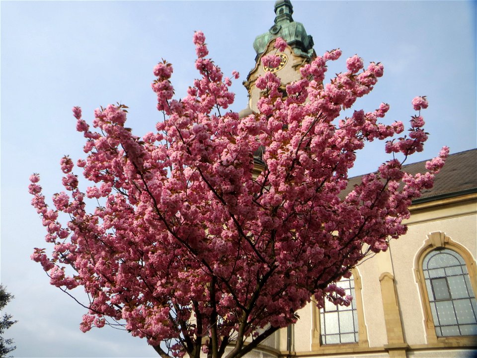 Japanische Blütenkirsche (Prunus serrulata) in Hockenheim