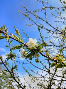 The photo contains a branch with two cherry blossoms in the foreground. In the mid-ground their are many more branches with leaves. Finally, in the background the is a blue sky with some clouds toward photo