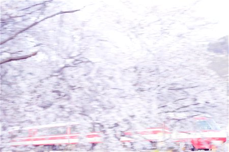 桜の木の中を進む長野電鉄1000系ゆけむり（延徳～桜沢） photo