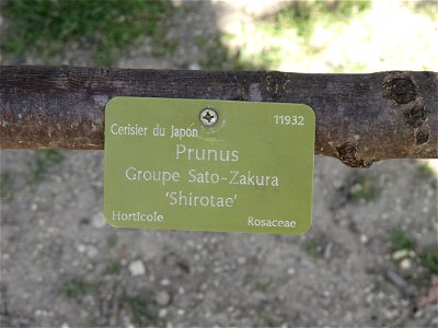 Prunus groupe Sato Zakura 'Shirotae' in the Jardin des Plantes in Paris. Identified by its botanic label. photo