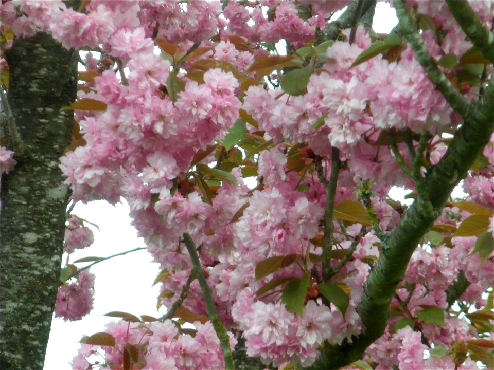 Prunus serrulata 'Sekiyama' (syn. 'Kanzan')