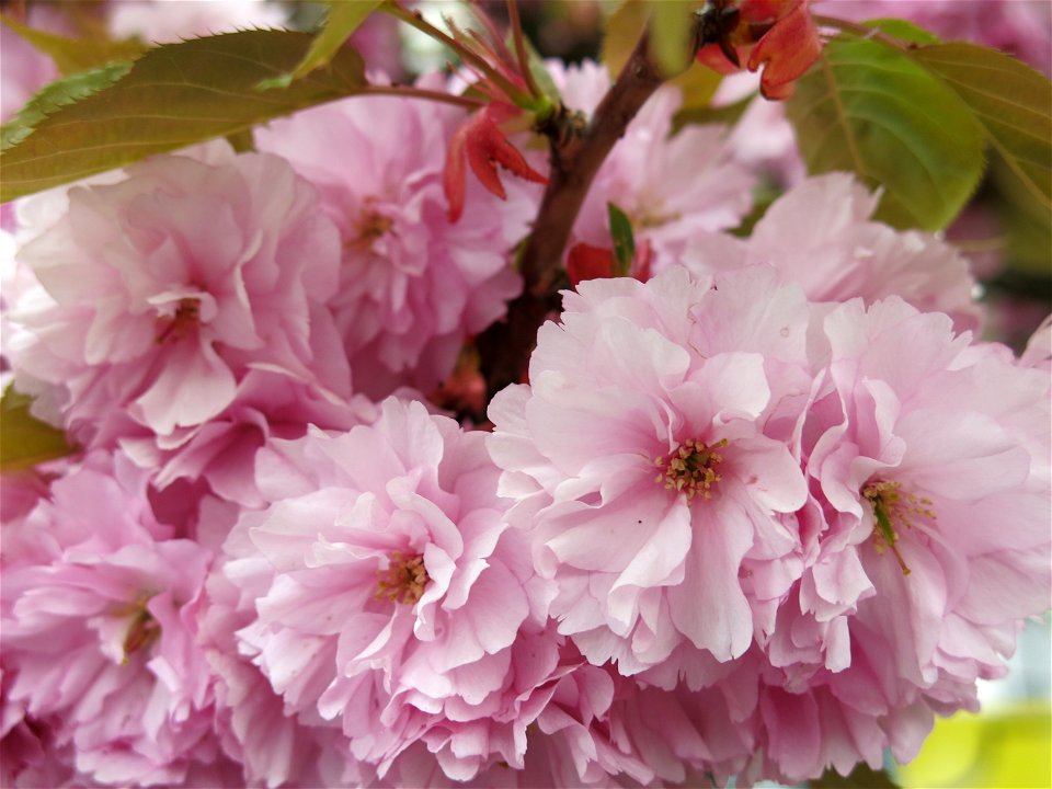 Flowering prunus serrulata at the parc de l'Aulnaye at Vaires-sur-Marne (Seine-et-Marne, France)