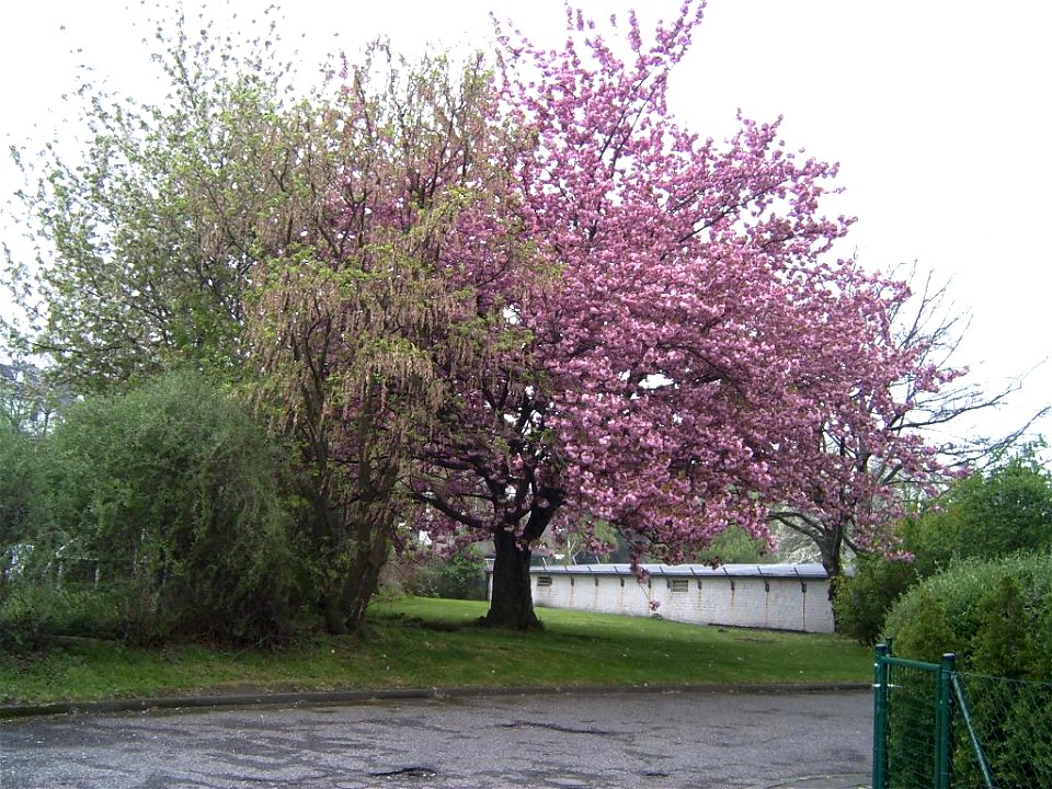 Prunus serrulata in flower in Cologne 2005