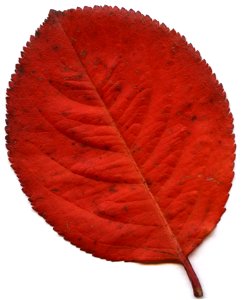 Aronia melanocarpa. Leaf, fall colour. Scanned.