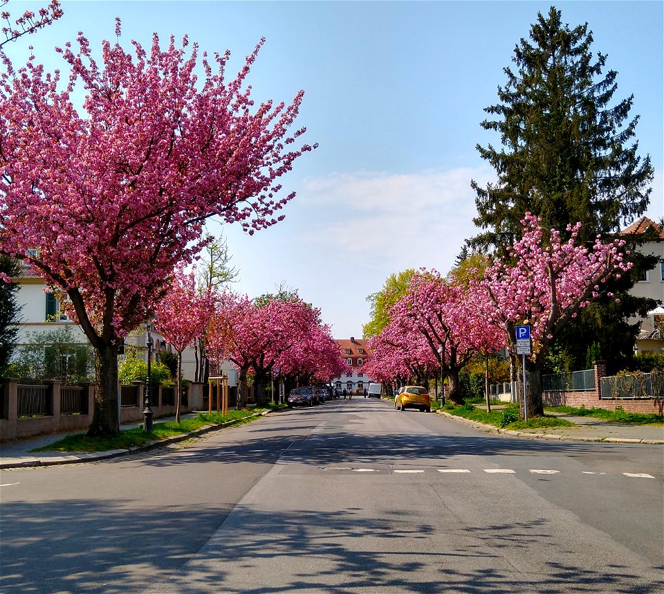 Ritterstraße in Mainz im Frühjahr, auf beiden Seiten der Straße blühende japanische Zierkirsch-Bäume