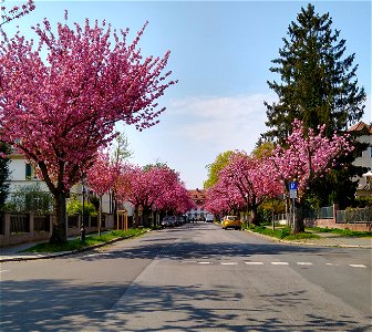 Ritterstraße in Mainz im Frühjahr, auf beiden Seiten der Straße blühende japanische Zierkirsch-Bäume photo