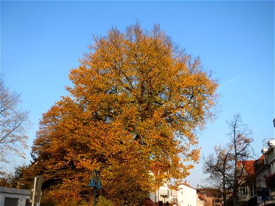 Bergulme (Ulmus glabra) in Hockenheim (Naturdenkmal)