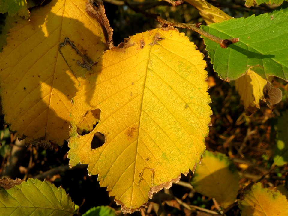 Bergulme (Ulmus glabra) in Hockenheim (Naturdenkmal)