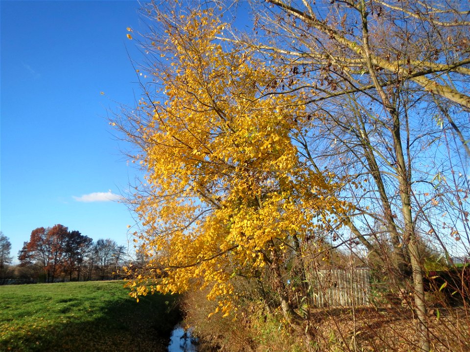 Bergulme (Ulmus glabra) bei Neulußheim (Gemarkung Altlußheim)