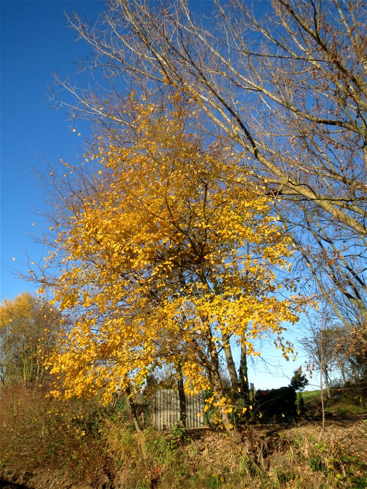 Bergulme (Ulmus glabra) bei Neulußheim (Gemarkung Altlußheim)