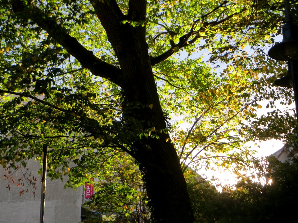 Naturdenkmal: Bergulme (Ulmus glabra) an der Karksruher Straße in Hockenheim