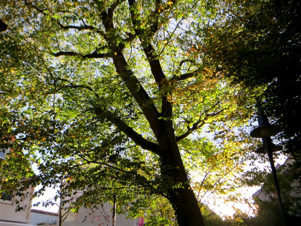 Naturdenkmal: Bergulme (Ulmus glabra) an der Karlsruher Straße in Hockenheim