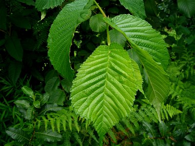 Dağ karaağacı (Ulmus glabra) photo