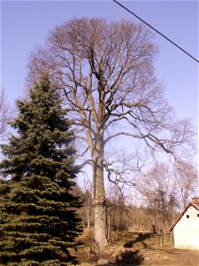 jilm drsný (Ulmus glabra Huds.), památný strom, výška 15 m, obvod 330 cm, Starý Telečkov, okres Žďár nad Sázavou, kraj Vysočina photo