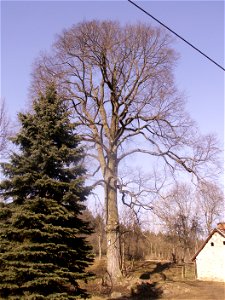 jilm drsný (Ulmus glabra Huds.), památný strom, výška 15 m, obvod 330 cm, Starý Telečkov, okres Žďár nad Sázavou, kraj Vysočina