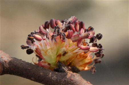 Wych Elm Ulmus glabra, flowers, Böhlerwerk bei Waidhofen an der Ybbs, Niederösterreich, Austria photo