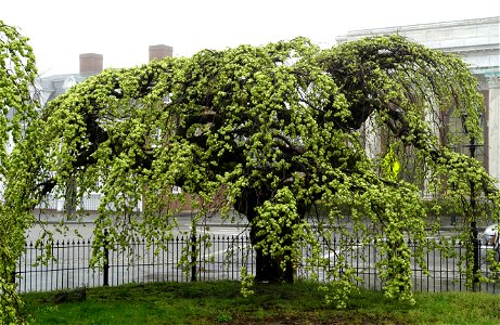 Ulmus glabra 'Camperdownii' in Eisenhower Park - Newport, Rhode Island, USA. photo