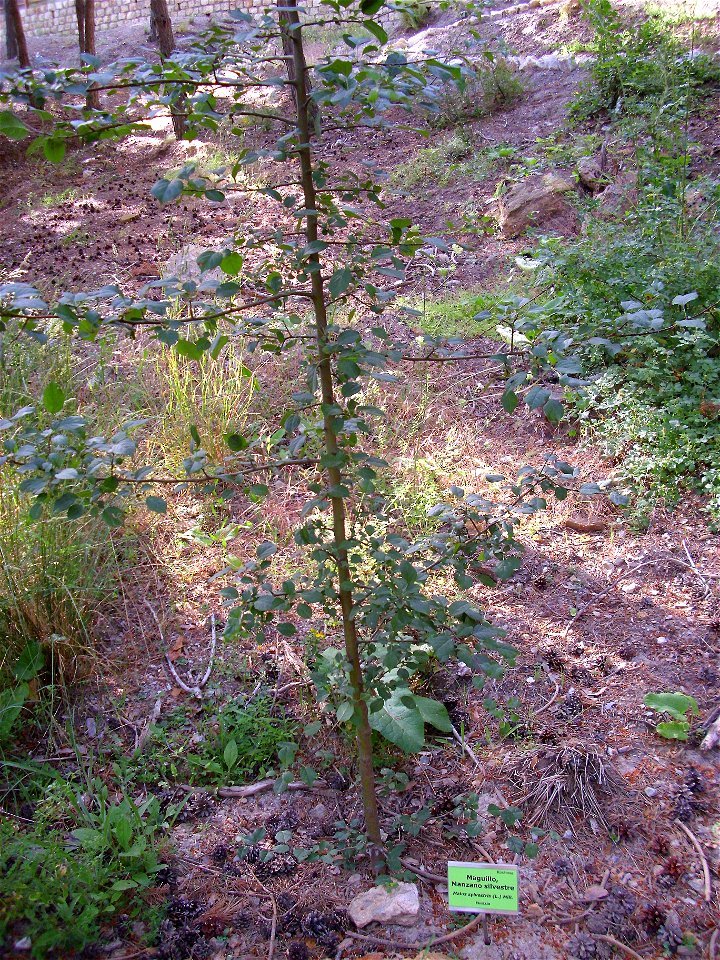 Malus sylvestris habit, Sierra Nevada, Spain