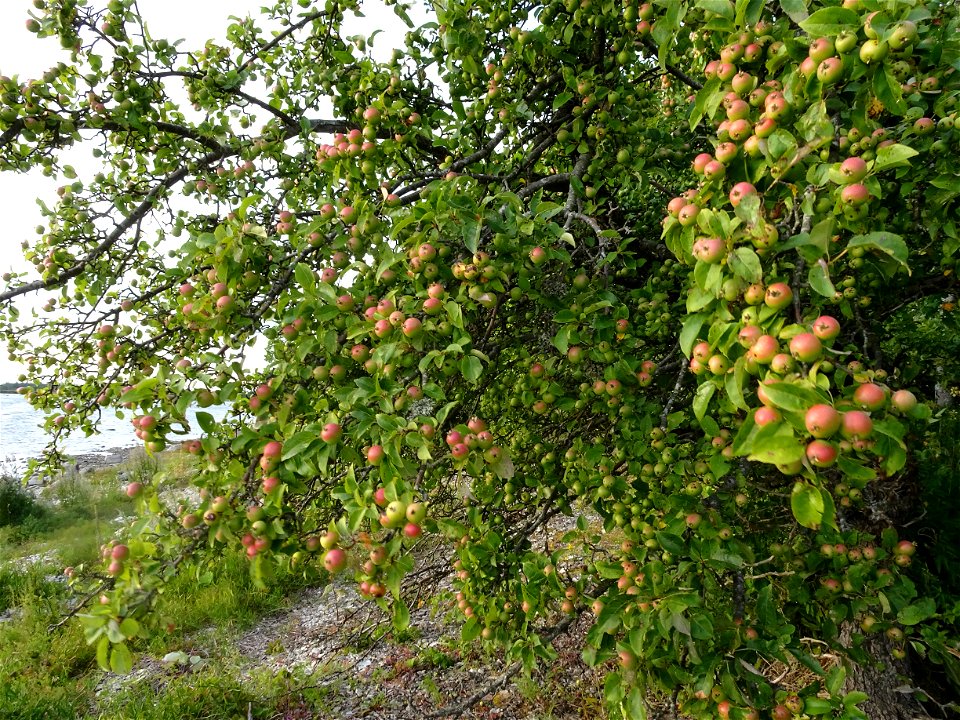Malus sylvestris - crabapple tree on the west coast of Estonia (Puhtu)