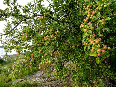 Malus sylvestris - crabapple tree on the west coast of Estonia (Puhtu) photo