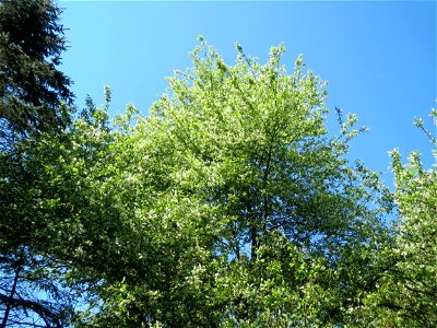 Gewöhnliche Traubenkirsche (Prunus padus) am Tierfriedhof Saarbrücken - der südliche Teil liegt im Landschaftsschutzgebiet „Drahtzugweiher und das Habsterwiesental“