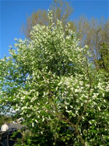 Gewöhnliche Traubenkirsche (Prunus padus) in Hockenheim photo
