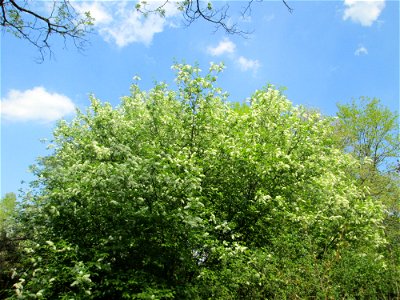 Gewöhnliche Traubenkirsche (Prunus padus) in der Schwetzinger Hardt