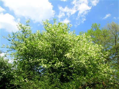 Gewöhnliche Traubenkirsche (Prunus padus) in der Schwetzinger Hardt photo