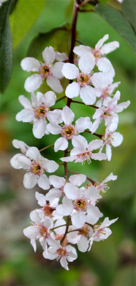 Brno,Prunus padus, Gymnázium Brno-Řečkovice photo