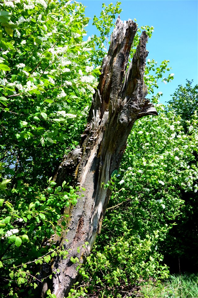 Hackberry-trees in St. Johann in the community of Villach photo