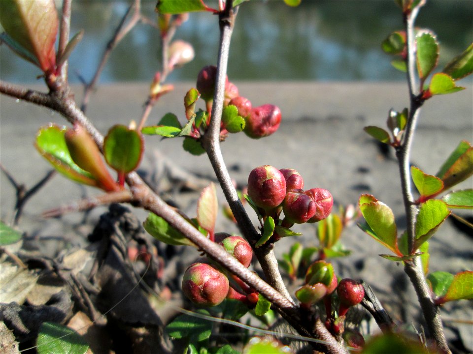 ausgewilderte Japanische Zierquitte (Chaenomeles japonica) zwischen A620 und Saar in Alt-Saarbrücken