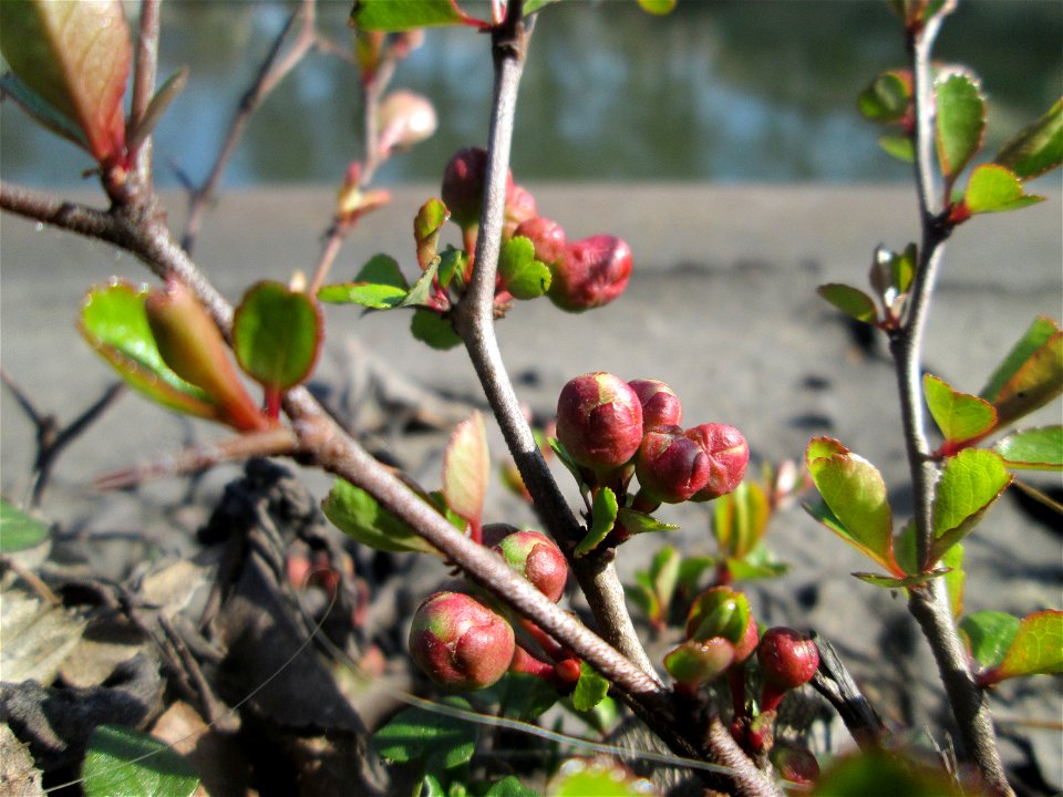 ausgewilderte Japanische Zierquitte (Chaenomeles japonica) zwischen A620 und Saar in Alt-Saarbrücken photo