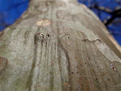 A trunk of Chaenomeles sinensis Koehne (Pseudocydonia sinensis) photo