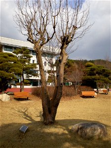 Pseudocydonia sinensis in Miryang, Gyeongsangnam-do, South Korea. photo