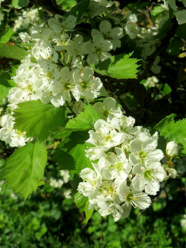 Elsbeere (Sorbus torminalis) an der Saar in Saarbrücken