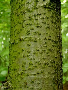 Bark of Sorbus torminalis. Beech Forest (Puszcza Bukowa) near Szczecin, NW Poland. photo