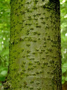 Bark of Sorbus torminalis. Beech Forest (Puszcza Bukowa) near Szczecin, NW Poland.