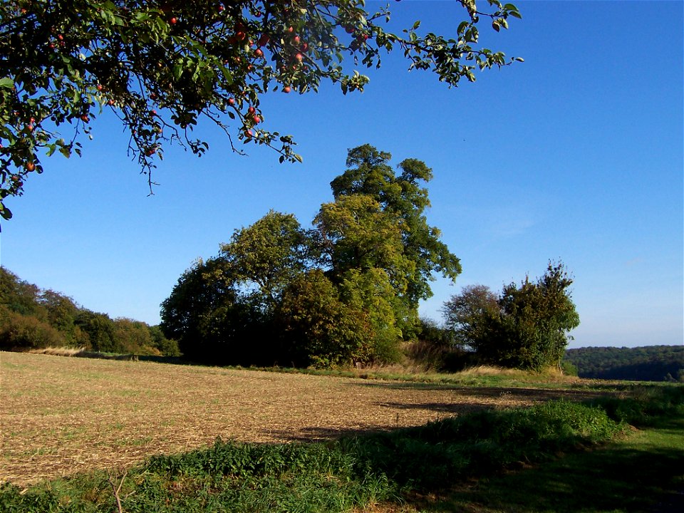 Unter Naturschutz stehende Baumgruppe mit Elsbeere (Sorbus torminalis) und Linden am so genannten Kalkofen in Marienrode