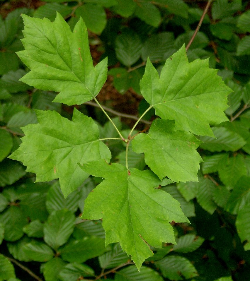 Leaves of Sorbus torminalis. Beech Forest (Puszcza Bukowa) near Szczecin, NW Poland.