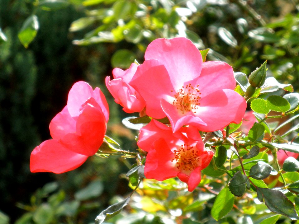 Rosa gallica, Parque Gasset de Ciudad Real, Spain photo