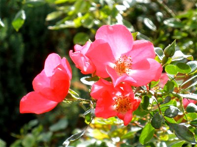 Rosa gallica, Parque Gasset de Ciudad Real, Spain photo