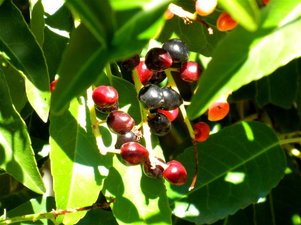 Prunus lusitanica fruits, Dehesa Boyal de Puertollano, Spain photo